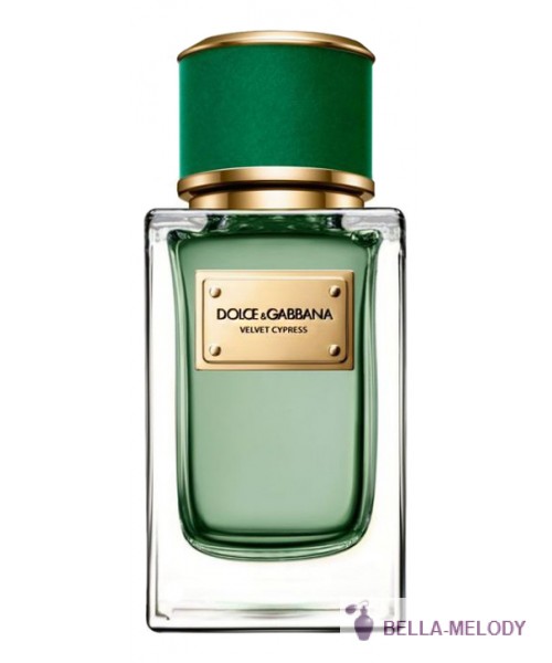 Dolce Gabbana (D&G) Velvet Cypress